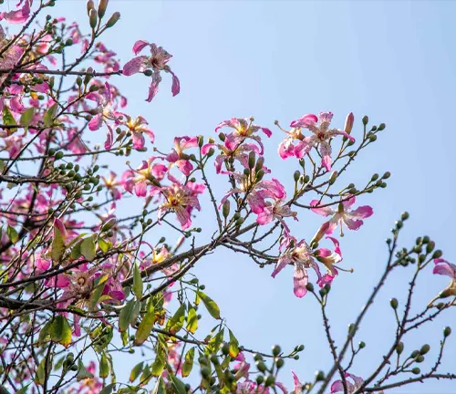 Close-up of Silk Floss Tree flowers.