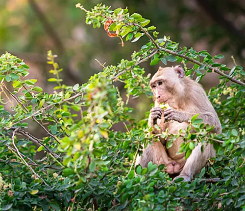 Monkey eating on a Tamarind tree.
