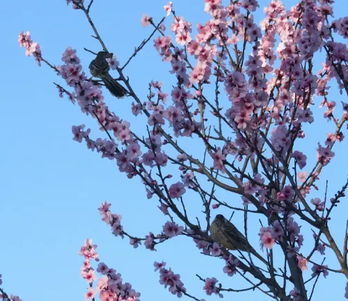 Branch of Valencia Almond Tree with birds and pink flowers