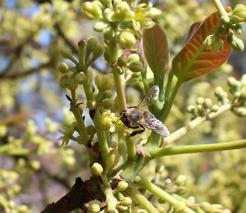 Bee on a Fuerte Avocado tree branch