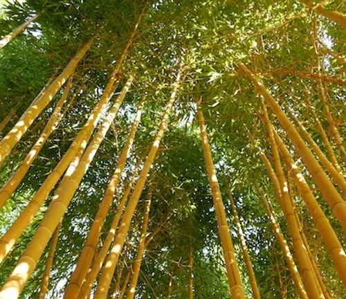 Golden bamboo stalks towering towards the sky