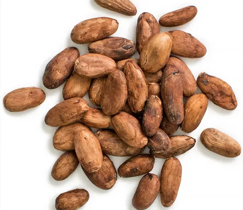 A pile of Criollo Cacao beans on a white background