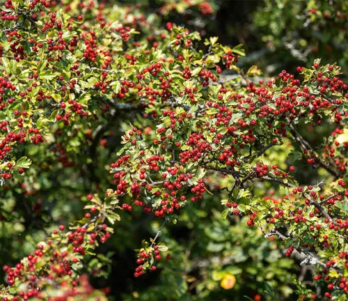 Close-up of a Hawthorn tree adorned with red berries and lush green leaves