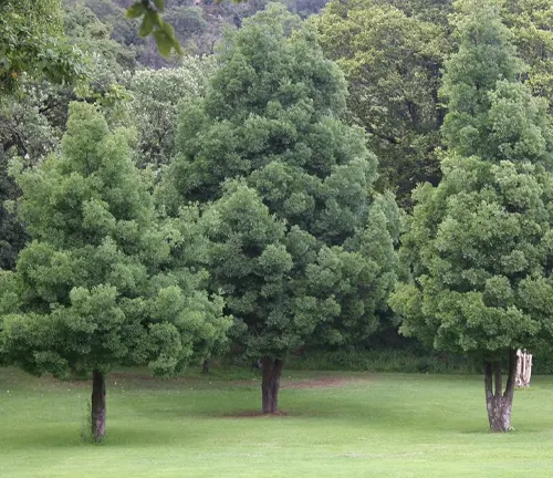 Two large Yellowwood trees in a park, with a mountain covered in trees and partially obscured by clouds in the background