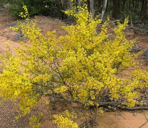Golden Wattle tree with many small yellow flowers growing in a sandy area, surrounded by other trees and shrubs