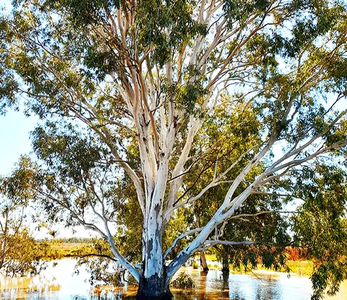 Large Leadwood tree with white bark and green leaves near a body of water under a blue sky with clouds