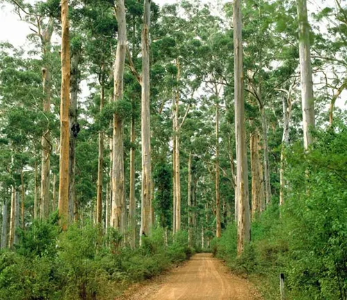 Winding dirt road through a forest of tall Karri trees