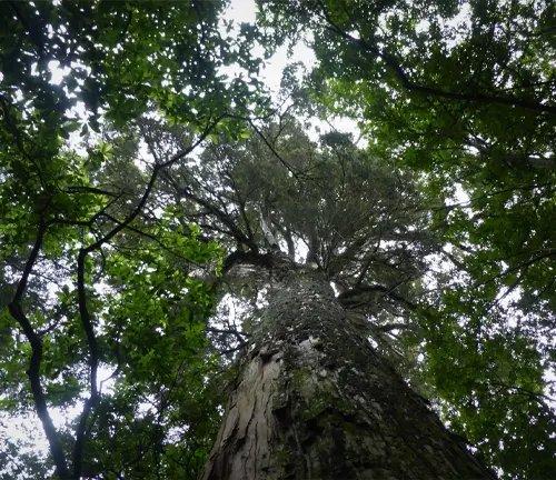 Tall Totara tree with rough bark and green leaves, viewed from below