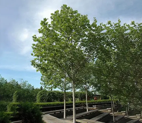 A serene park scene featuring a tall Plane Tree with a backdrop of other trees and a bench