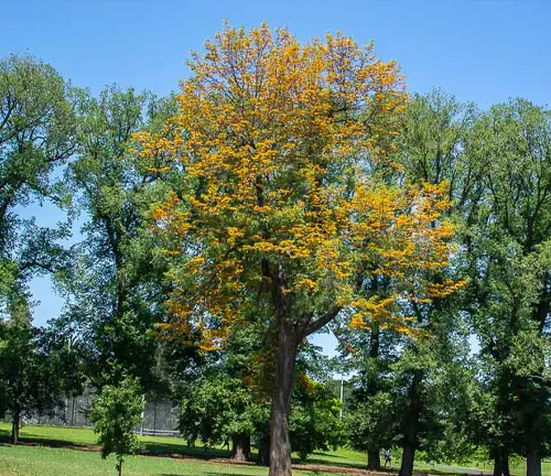 A Silky Oak tree in full bloom, showcasing a profusion of yellow flowers, set in a tranquil park setting