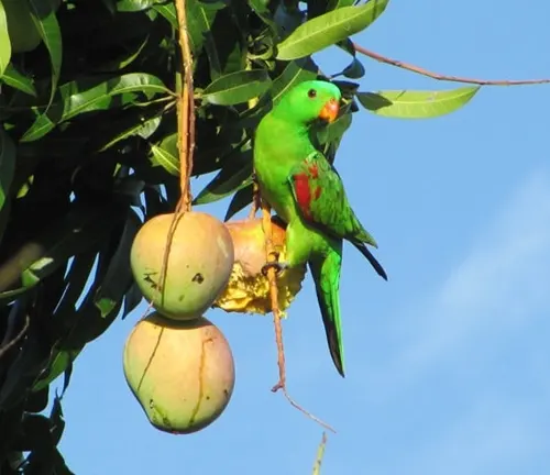 Parrot eating a rioe mango