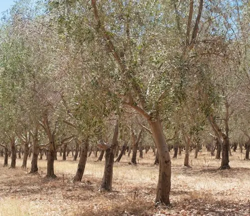 Grove of olive trees with green leaves and brown trunks
