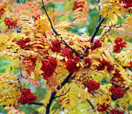Close-up of a Rowan tree with yellow leaves and clustered red berries
