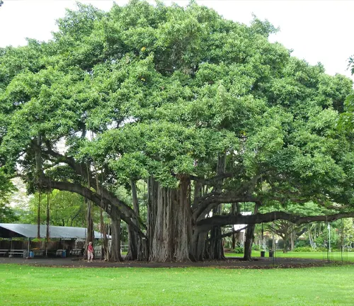 Large Banyan tree with multiple trunks and a wide canopy in a park setting