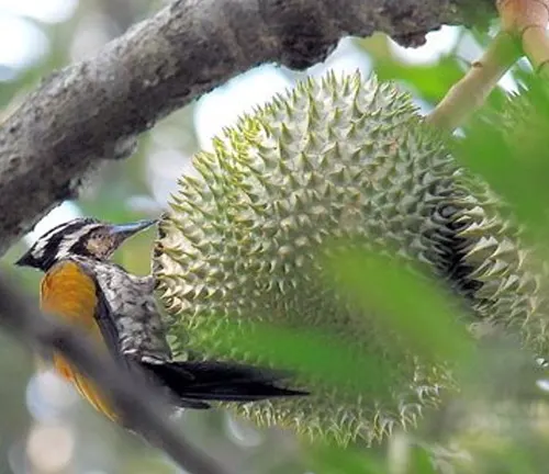 Blurred image of a bird perched on a branch of a Durian tree