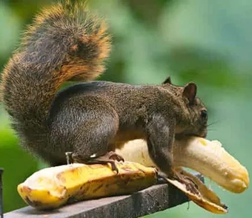 Squirrel on a wooden railing, eating a peeled banana