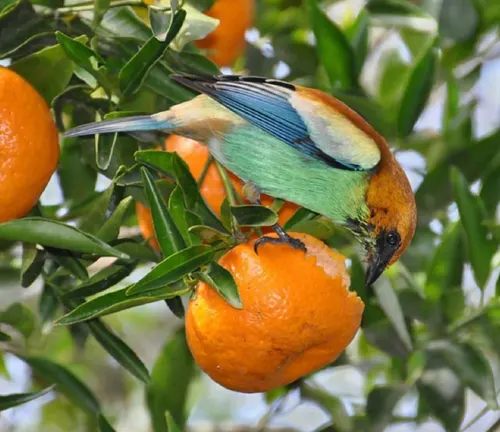 Bird with blue-green back and orange head pecking at an orange on an orange tree