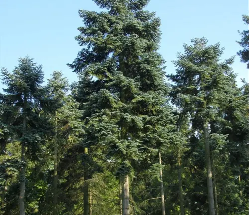 Group of Abies Procera trees with dark green needles in a forest setting against a blue sky