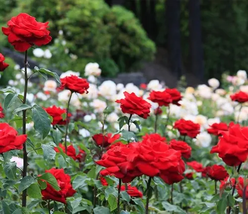 Close up of blooming red rose plants in a garden with white roses in the background