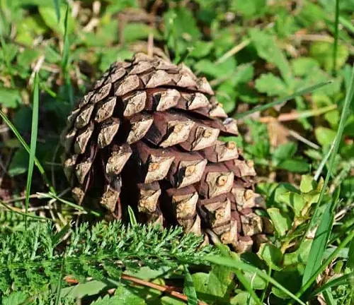 Close-up of a rough-textured brown cone from a Big Cone Pine Tree resting on a bed of greenery