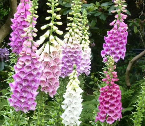 Close-up of Foxglove plant with pink, white, and purple flowers