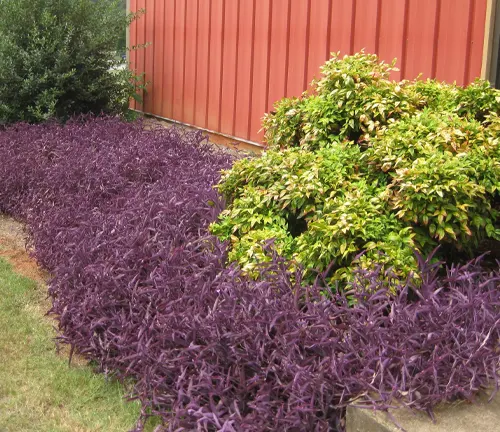 Purple Heart Plant