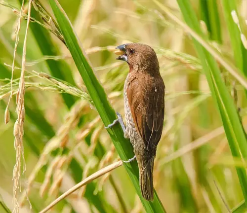Brown bird perched on a green stalk in a field of tall grass.