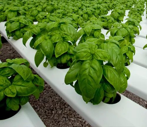 Cultivation and Conservation Basil Plant