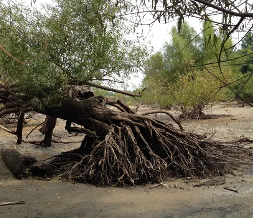 Tree with exposed roots on a sandy beach under an overcast sky.