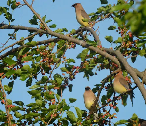 Two Cedar Waxwings perched on a berry branch.