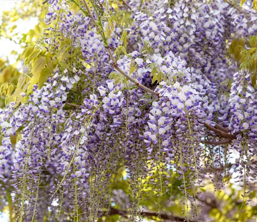 Wisteria Tree