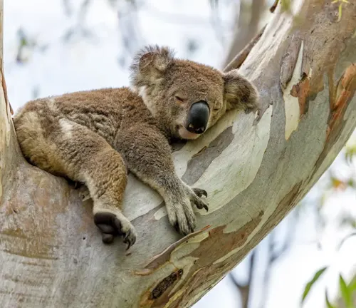 Eucalyptus Tree