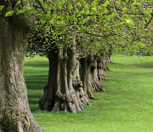 Row of old trees with gnarled trunks in a green park.