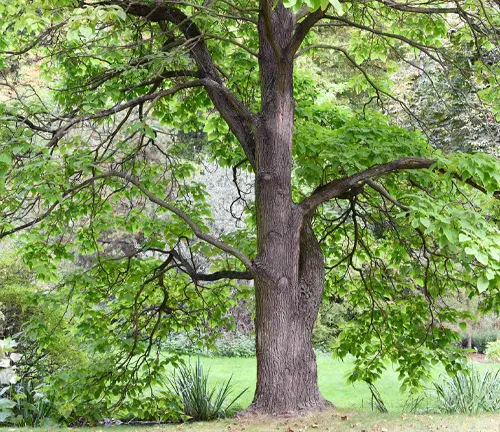Large catalpas tree with green leaves in a park-like setting.
