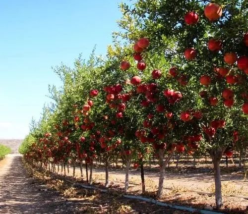 Rows of pomegranate trees in orchard.