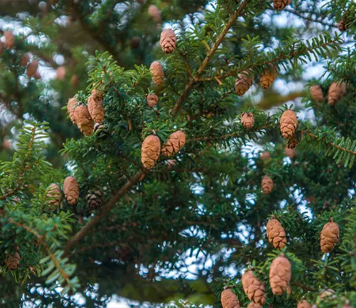 Close-up of pine cones on hemlock tree branch.
