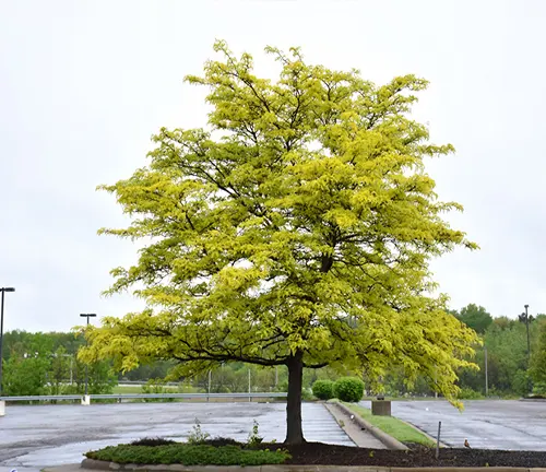 Tree with yellow leaves in parking lot.