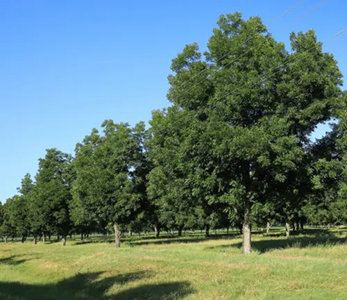 Tree-lined field with blue sky.