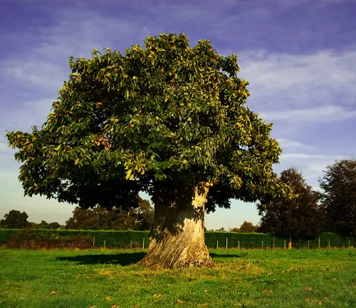 Large tree with a thick trunk and green leaves in a field with a blue sky.
