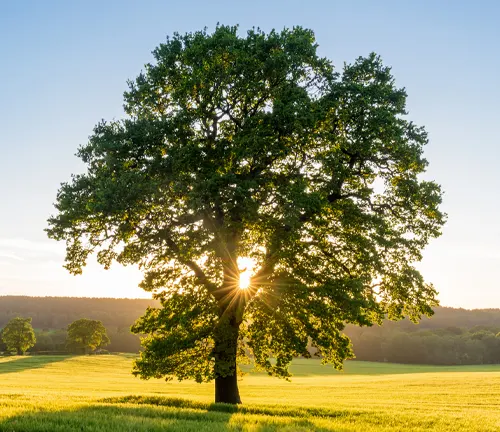 A american sycamore tree in a field with the sun shining through its leaves.