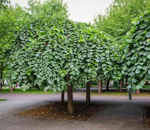Tree with large green leaves in a park during the day.