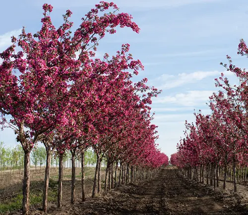 Row of pink flowering crabapple trees in a field.