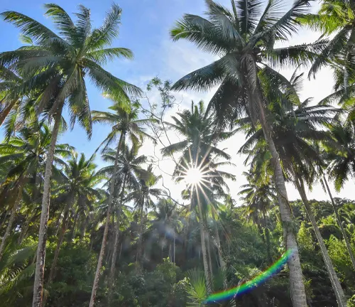 Sun shining through palm tree leaves.