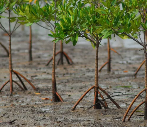 Young mangrove trees in a muddy area.