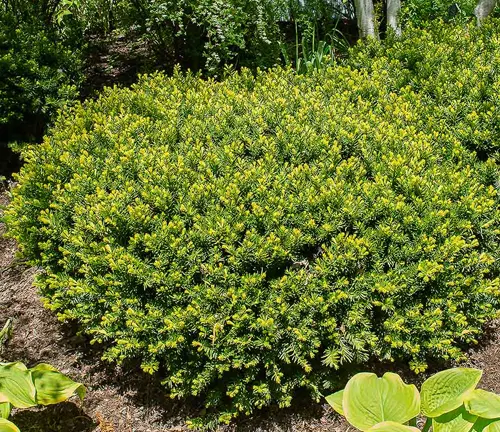 Green shrub with yellow flowers