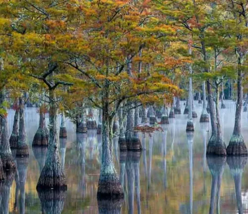 Pond Cypress
(Taxodium ascendens)
