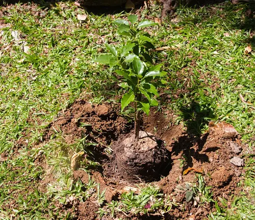 Young Camphor tree sapling in soil.
