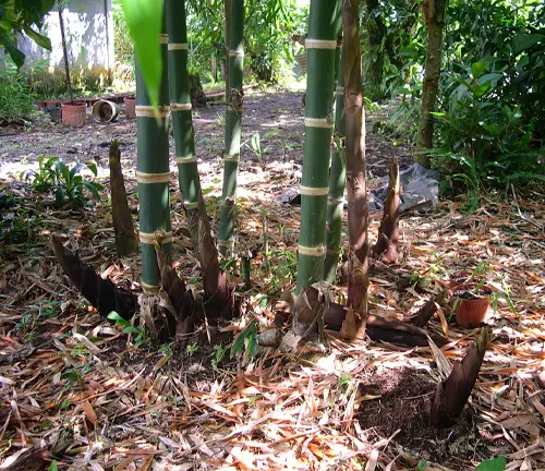 Garden scene with bamboo trees and fallen leaves.