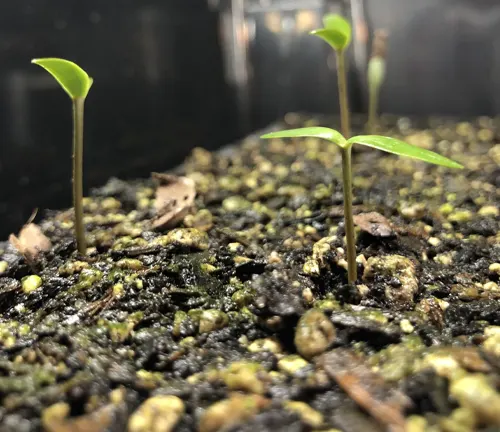 Kauri Tree saplings in soil