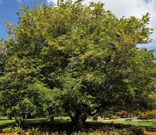 Large Tamarind tree in a park.